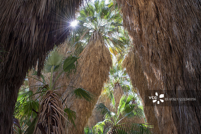 加利福尼亚棕榈绿洲图片素材