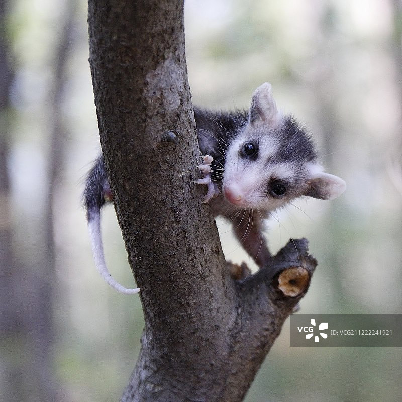 小负鼠图片素材