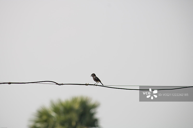 印度石鵖的脚图片素材