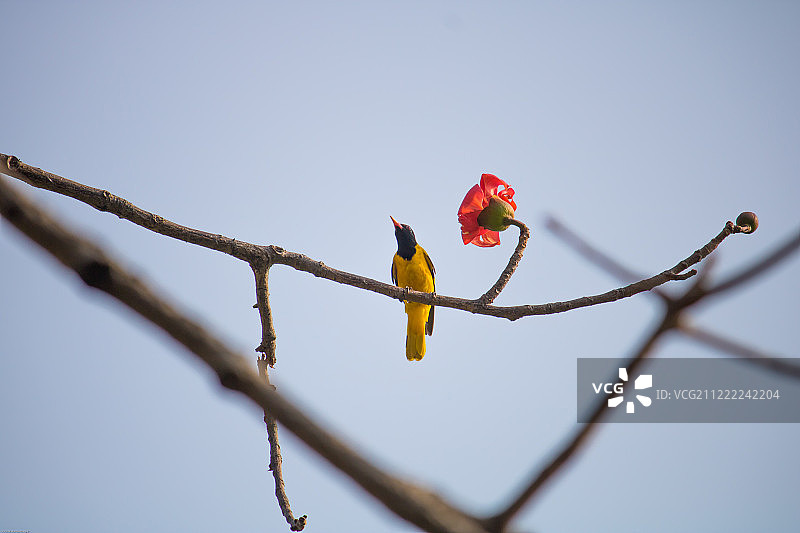 黑头黄鹂图片素材