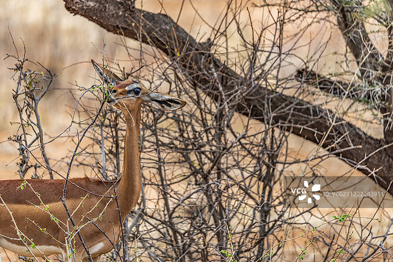 长颈羚以几乎光秃秃的灌木为食的画像图片素材