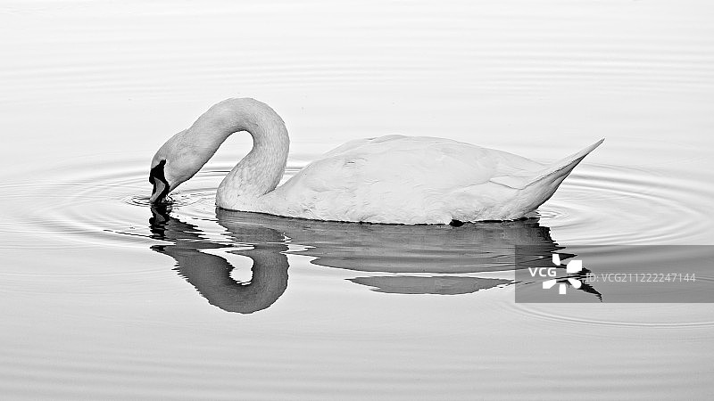 天鹅倒影图片素材