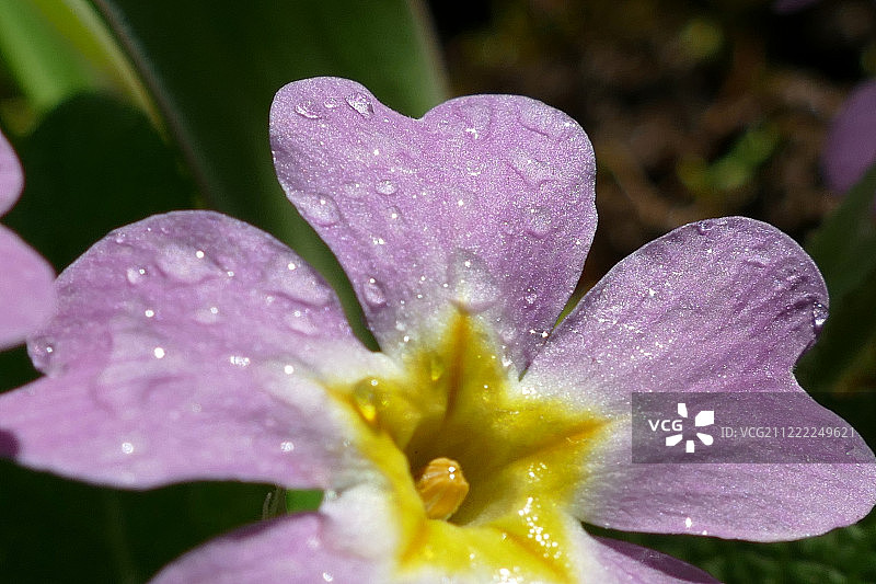 报春花花瓣图片素材