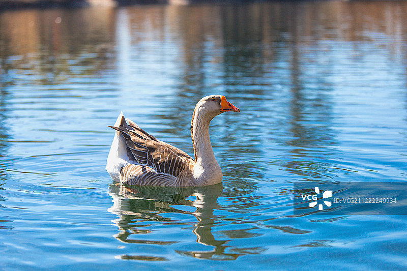 水之美图片素材