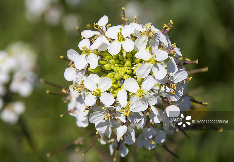 盛开的鲜花图片素材