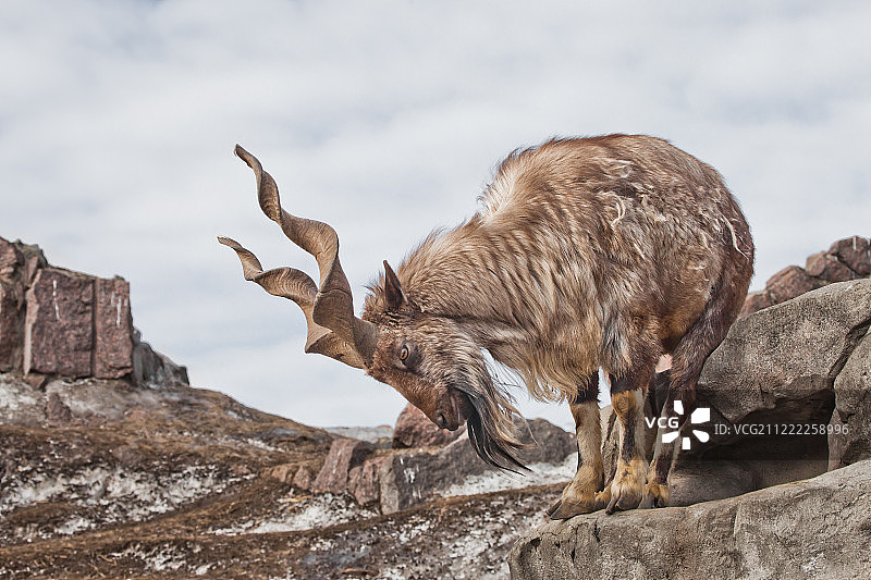 替罪羊图片素材