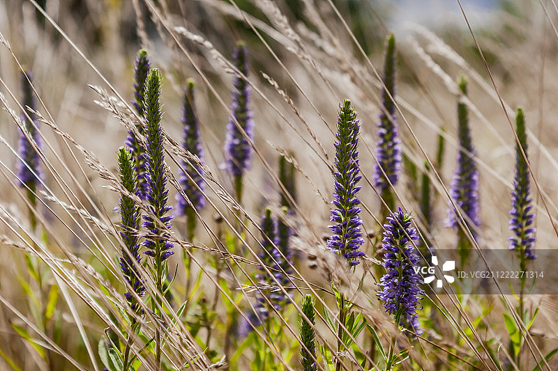 婆婆纳花与枯草图片素材