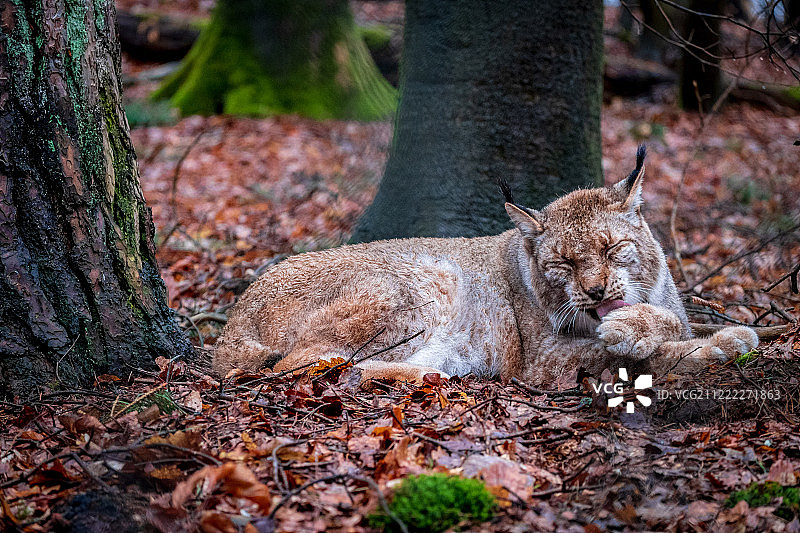 濒危物种图片素材