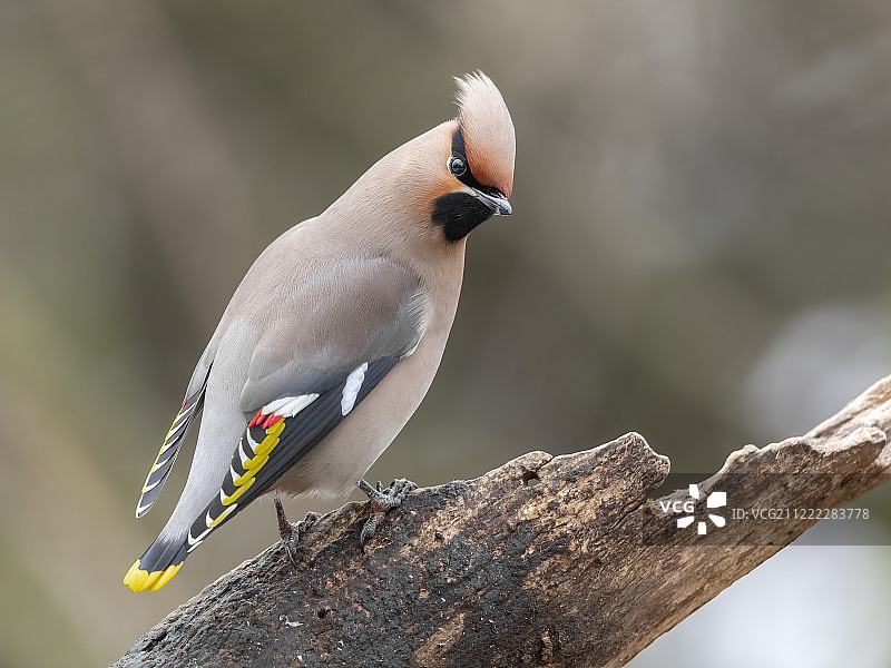 波西米亚连雀图片素材