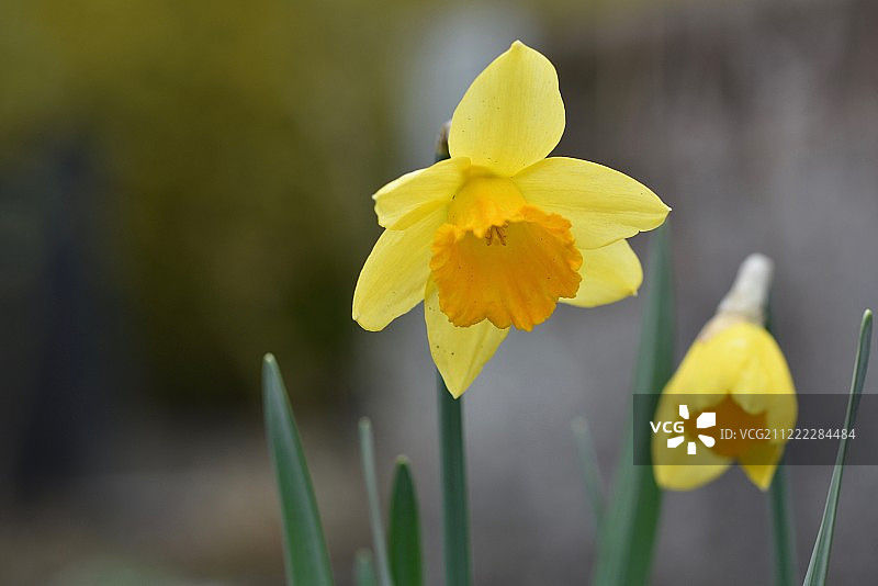 那喀索斯图片素材