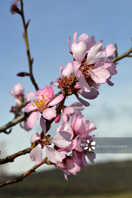 寒风中摇曳的粉色杏花图片素材