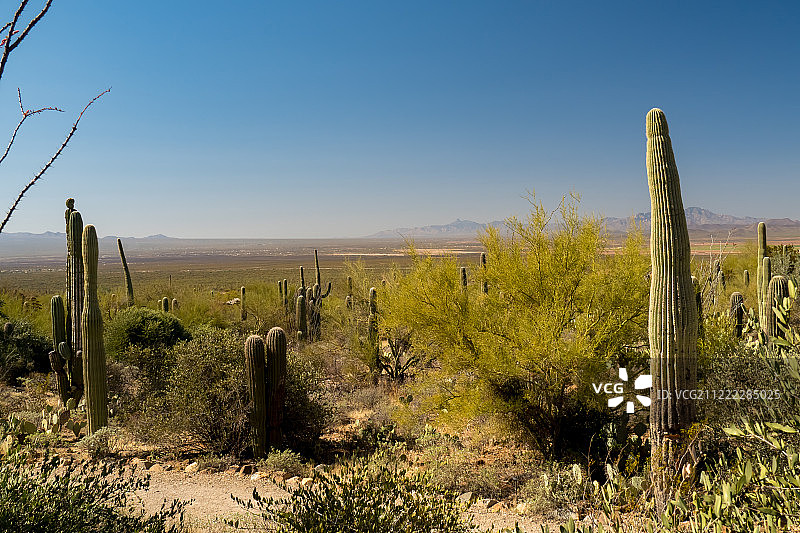 索诺兰沙漠图片素材