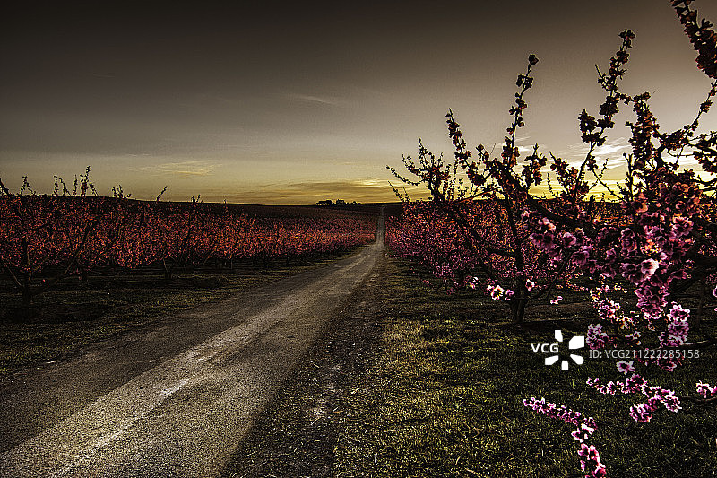 花卉日落图片素材