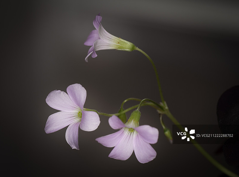 紫叶酢浆草图片素材