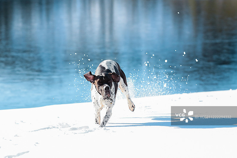 英国指示犬图片素材
