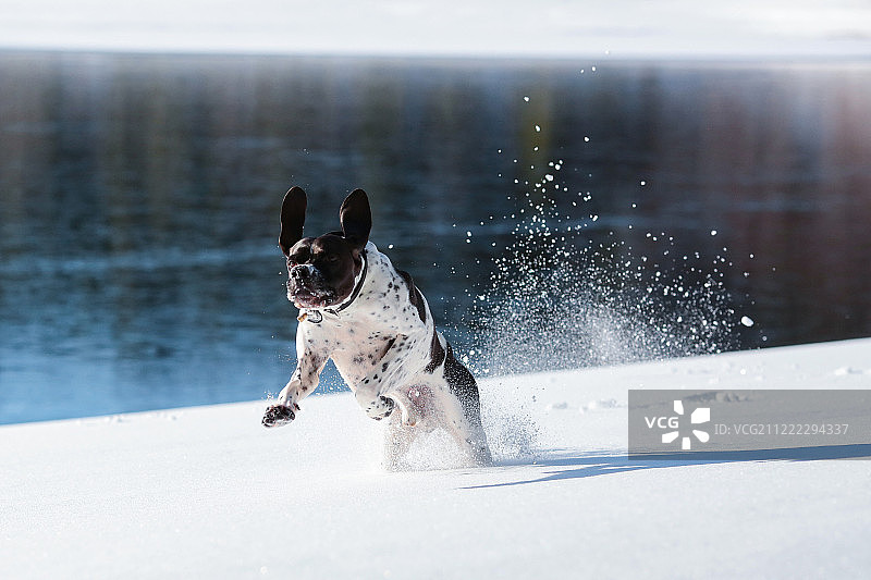 英国指示犬图片素材