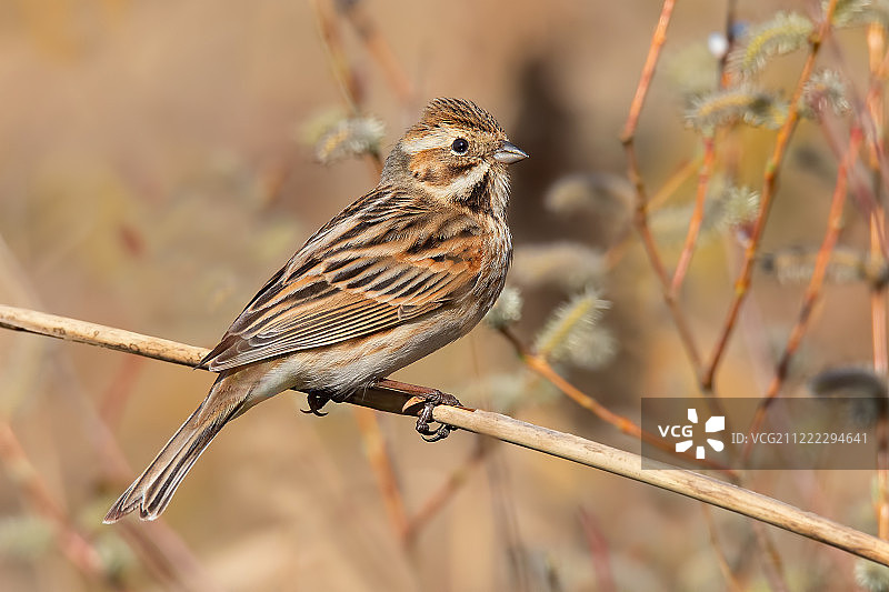 芦苇鹀图片素材