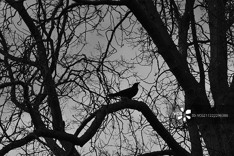 林中黑鹂鸟图片素材