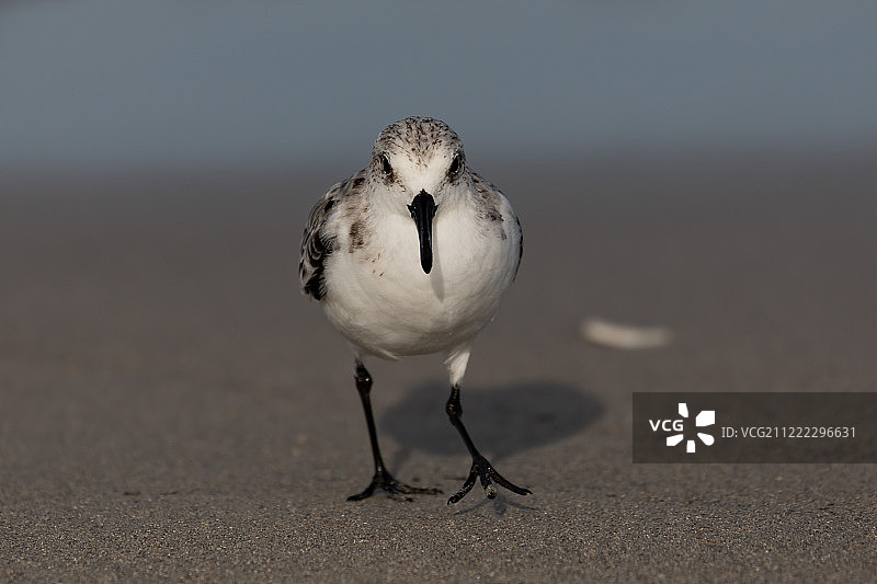 白腰鹬自然摄影作品图片素材