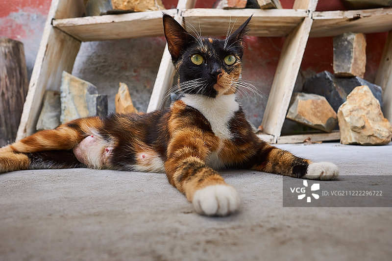 开普敦的猫咪图片素材