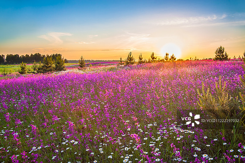 草地上盛开野花的春天景色图片素材
