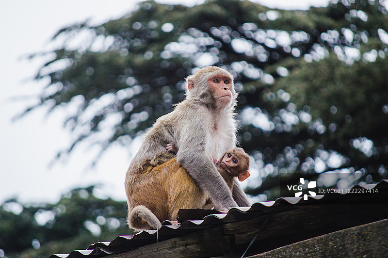 带幼崽的长尾猕猴肖像图片素材