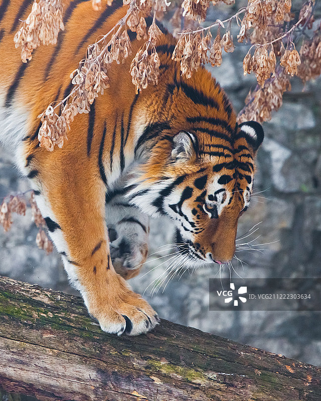 秋日背景下倒树上的老虎图片素材