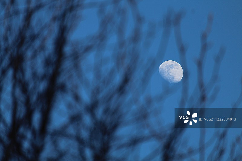 三月的盈凸月图片素材