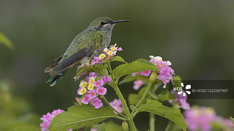 白腹紫耳蜂鸟图片素材