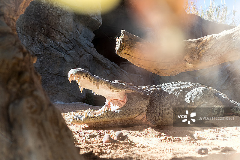 张开嘴的可怕鳄鱼特写图片素材