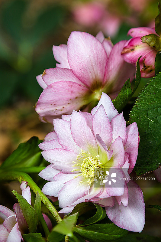 粉色铁筷子图片素材