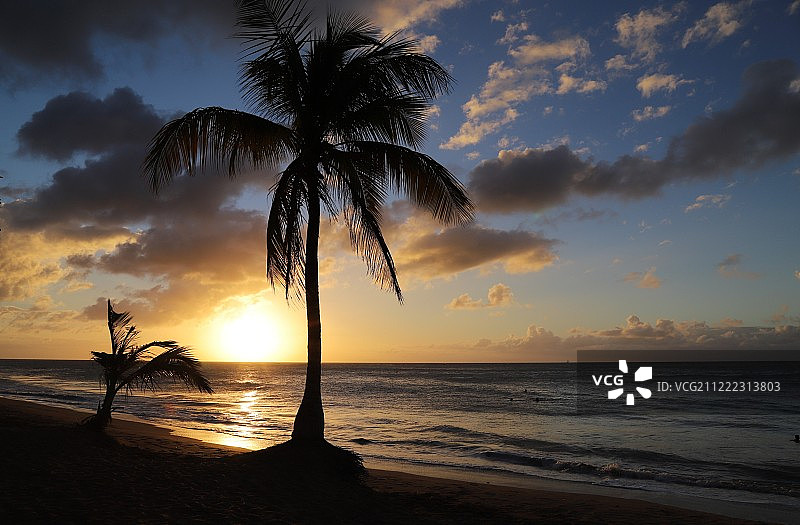 椰子树下的日落图片素材