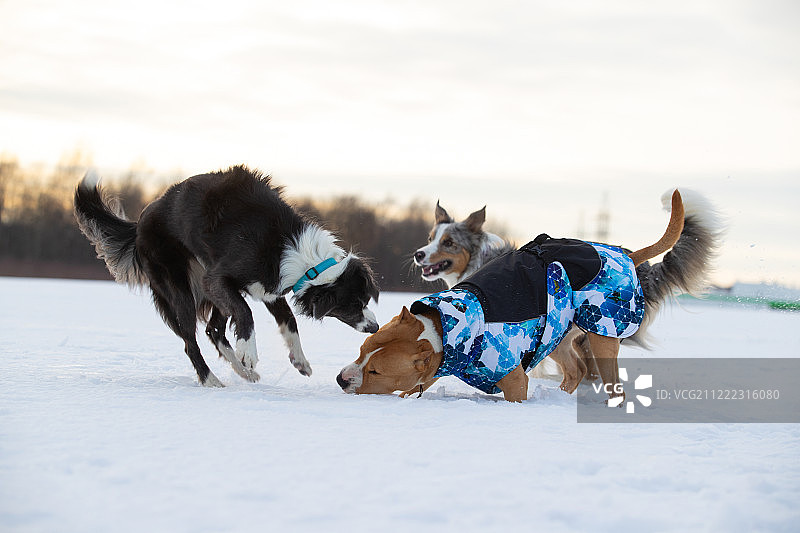 斯塔福梗犬、斗牛犬和边境牧羊犬图片素材