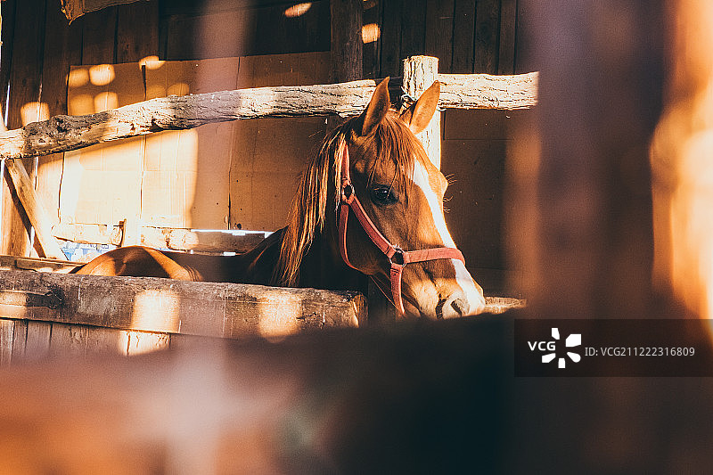 马厩里的阿拉伯马图片素材