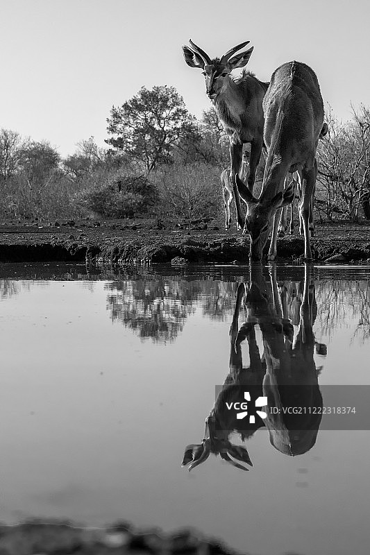 黑色和白色图片素材