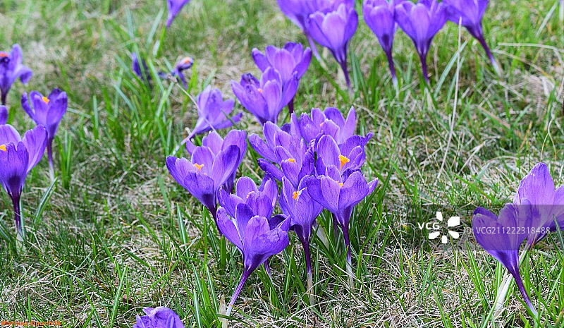 番红花图片素材