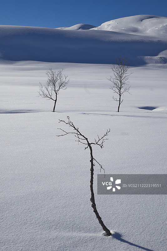 冰冻苔原中的光秃树图片素材