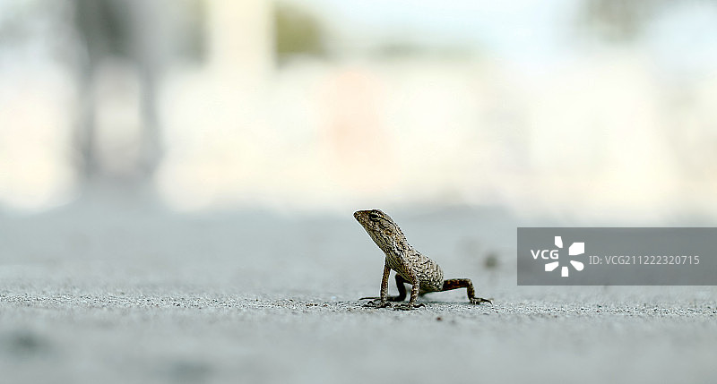 变色龙图片素材