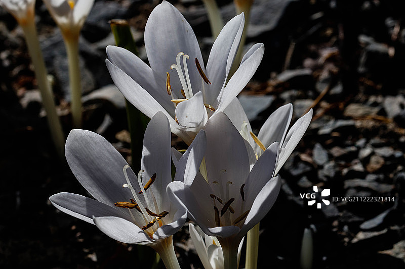 白色秋水仙图片素材