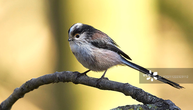 长尾山雀图片素材