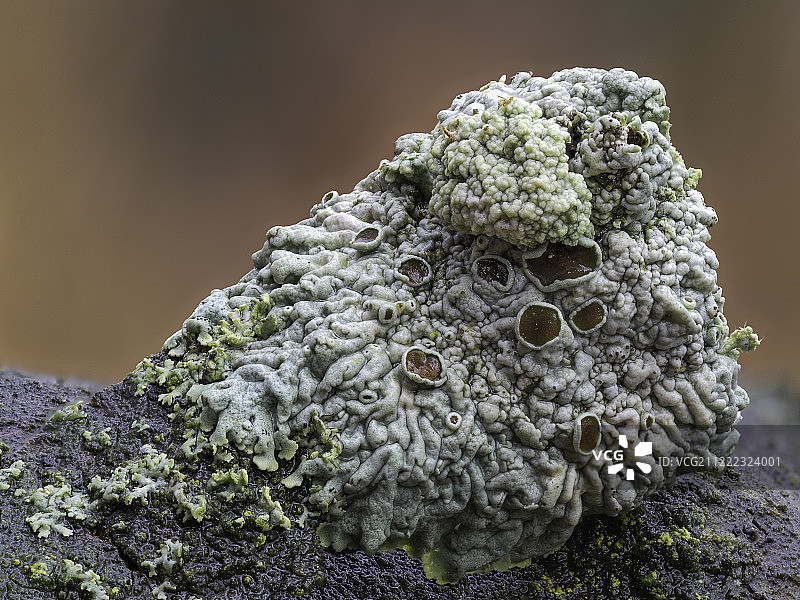 有趣的事物图片素材