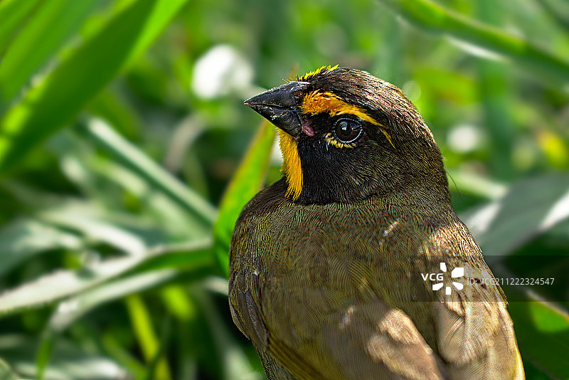 草地宣传单图片素材