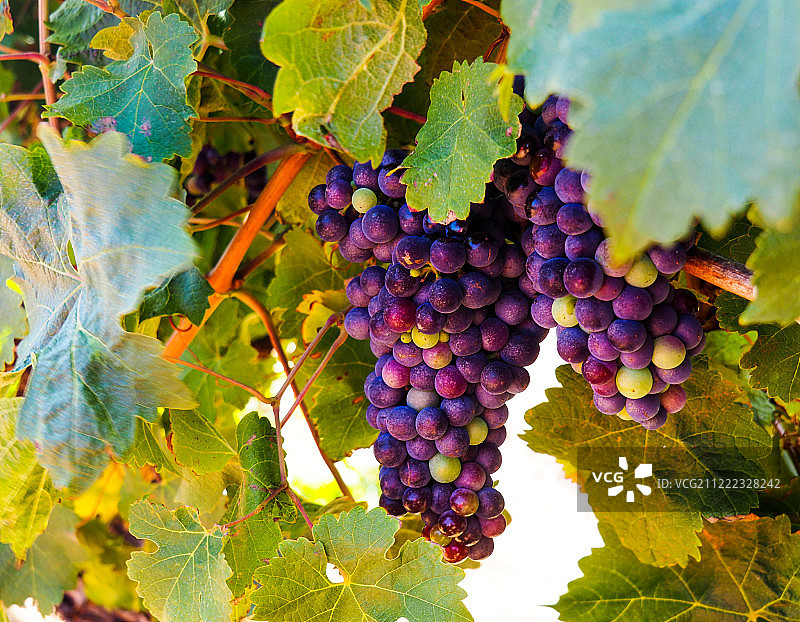 酿酒葡萄图片素材