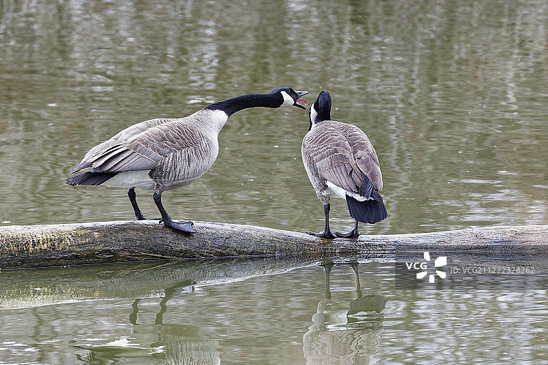 为这张照片配文图片素材
