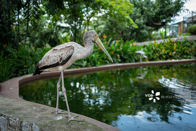 吉隆坡鸟园里的小鸟图片素材