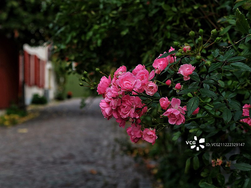 花卉迷图片素材