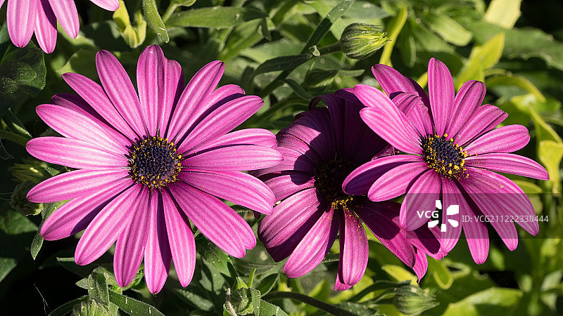 非洲菊特写图片素材