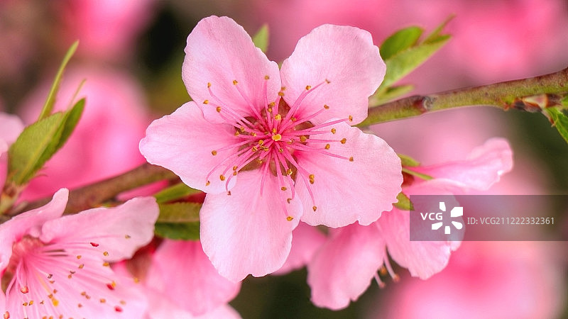 桃花图片素材