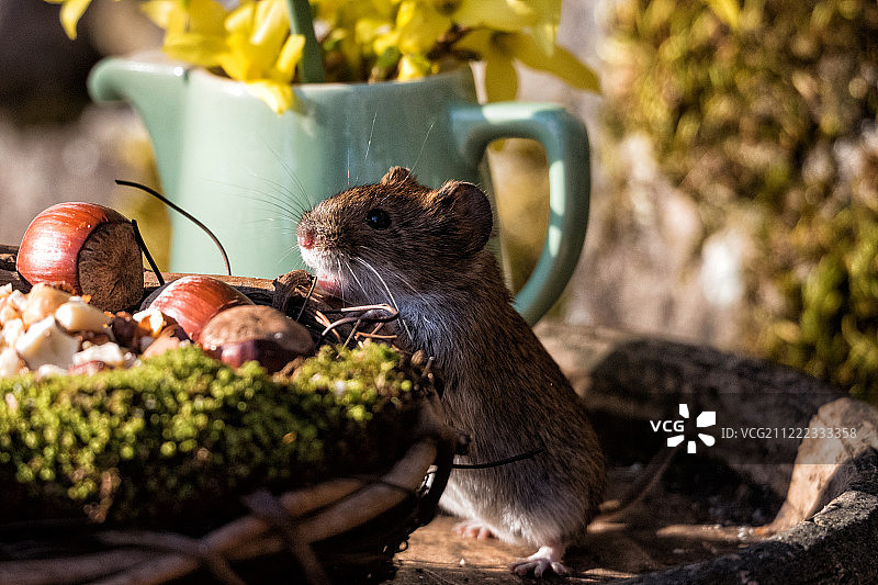 请给我两个免费的坚果！图片素材