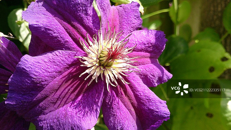 花力量图片素材